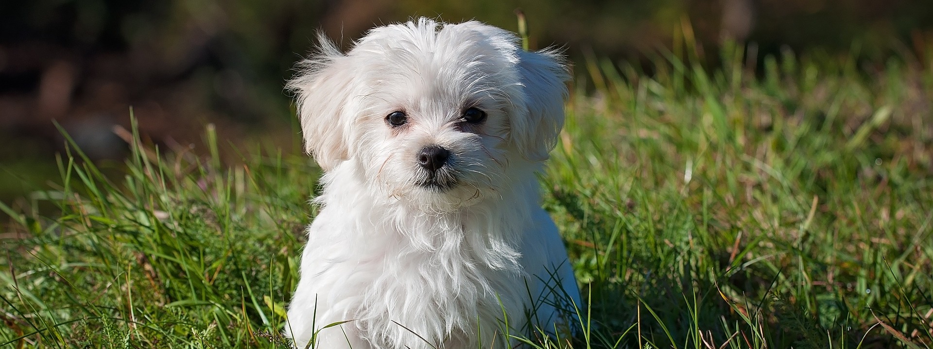 A Small White Fluffy Dog Sat In Grass