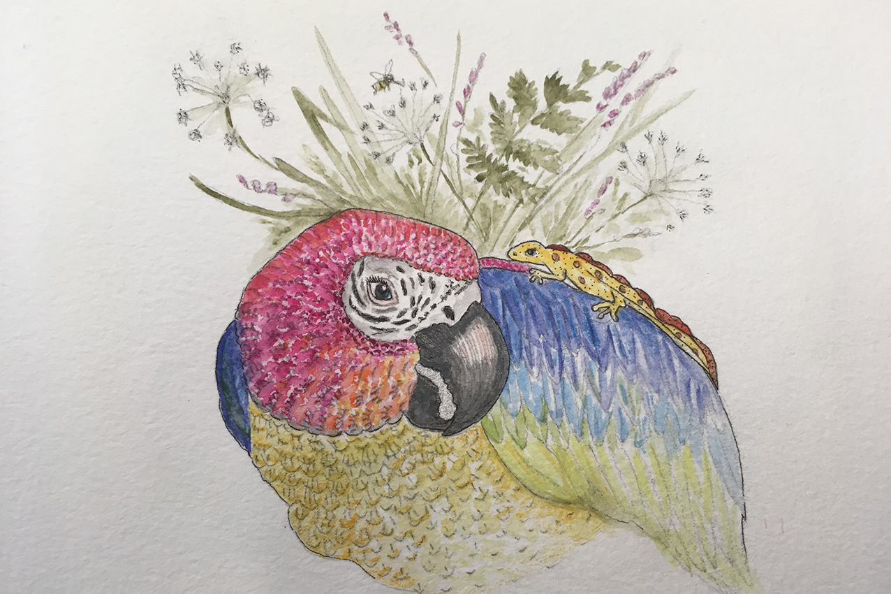 Parrot Illustration