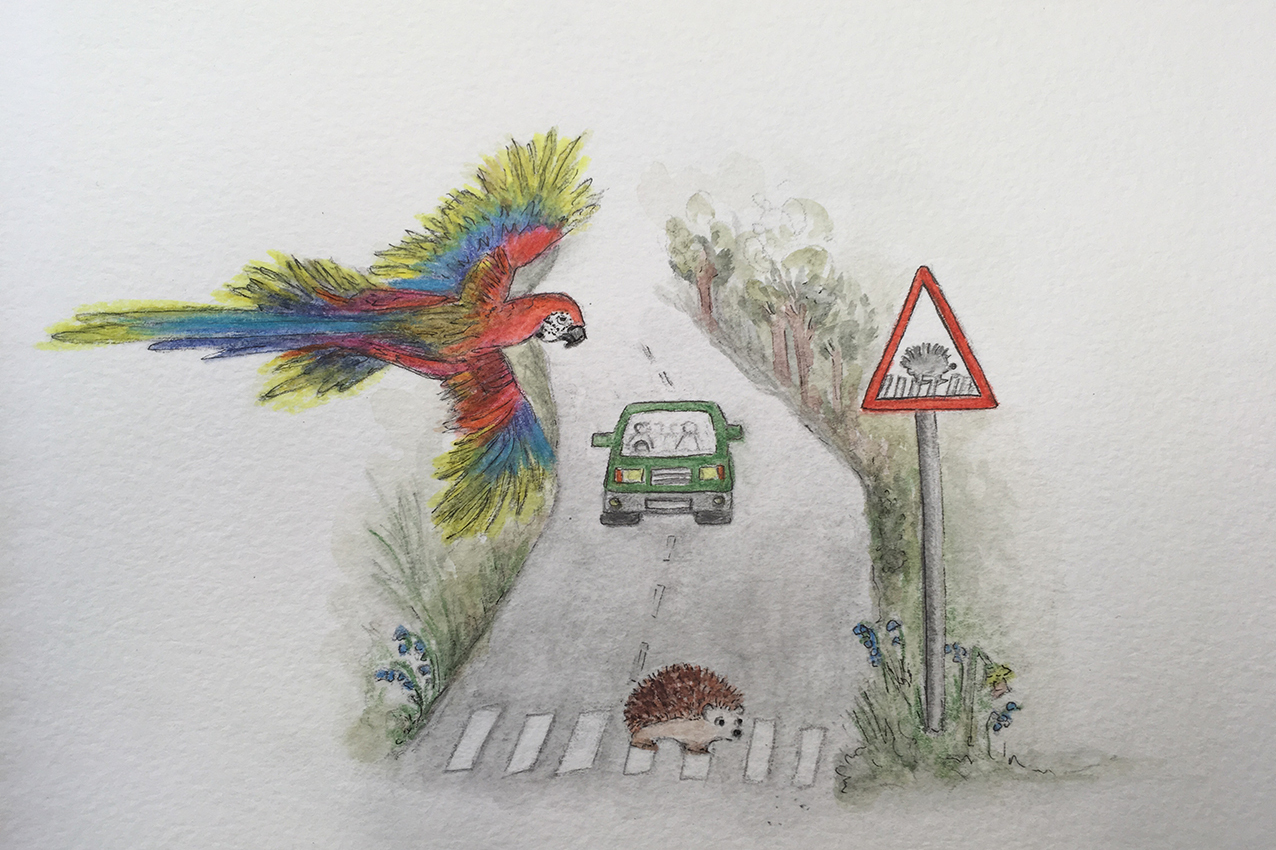 Parrot Character Illustration Watching A Hedgehog Cross The Road